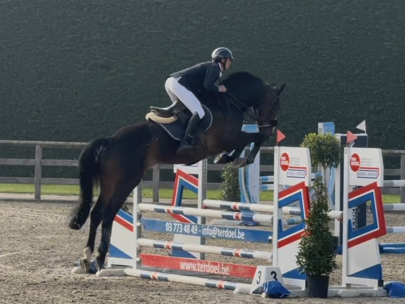 Hongre de 6 ans facile avec qualité en jumping / equitation - Cendro de Manhove Z