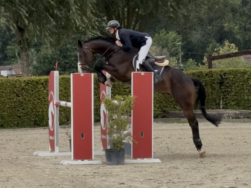 Hongre de 6 ans facile avec qualité en jumping / equitation - Cendro de Manhove Z