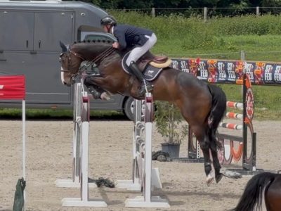 Hongre de 6 ans facile avec qualité en jumping / equitation - Cendro de Manhove Z