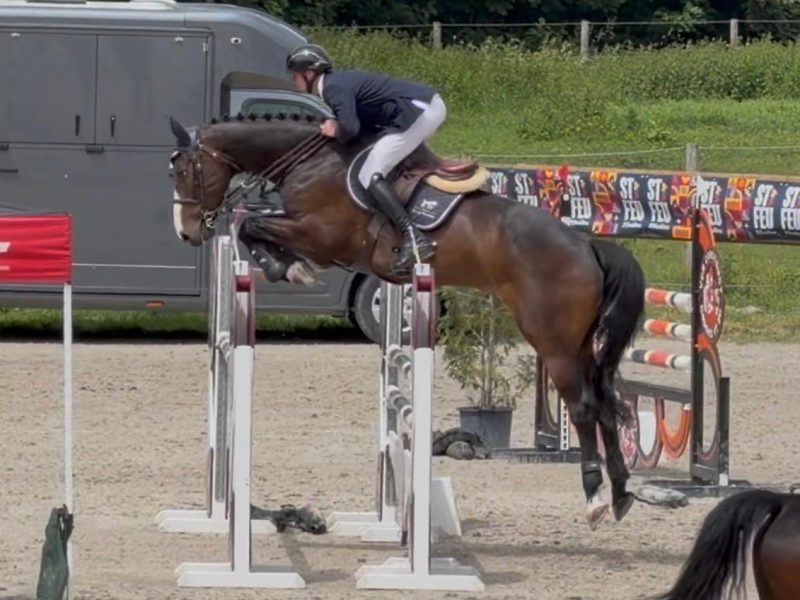 Hongre de 6 ans facile avec qualité en jumping / equitation - Cendro de Manhove Z