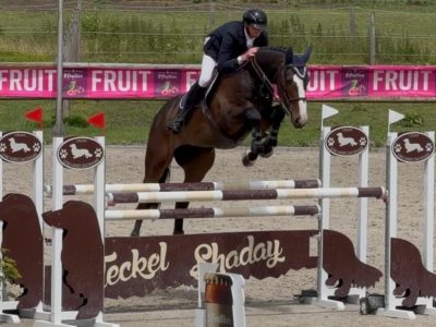 Hongre de 6 ans facile avec qualité en jumping / equitation - Cendro de Manhove Z