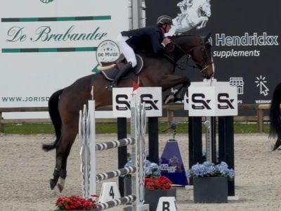 Hongre de 6 ans facile avec qualité en jumping / equitation - Cendro de Manhove Z