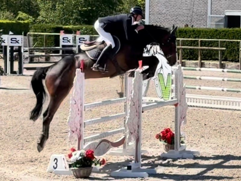 Hongre de 6 ans facile avec qualité en jumping / equitation - Cendro de Manhove Z