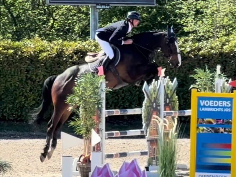 Hongre de 6 ans facile avec qualité en jumping / equitation - Cendro de Manhove Z