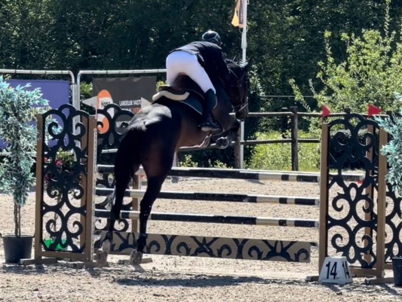Hongre de 6 ans facile avec qualité en jumping / equitation - Cendro de Manhove Z