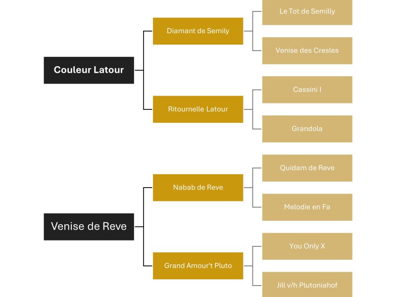 Hongre de 6 ans facile avec qualité en jumping / equitation - Cendro de Manhove Z