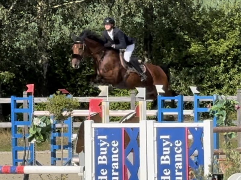 Hongre de 9 ans, jumping - Raybo's Rock ter Vinke