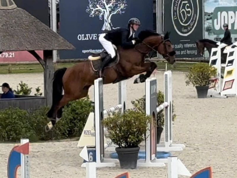Hongre de 9 ans, jumping - Raybo's Rock ter Vinke