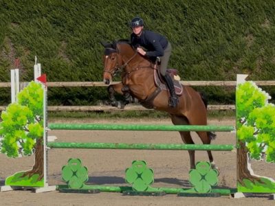 Hongre de 9 ans, jumping - Raybo's Rock ter Vinke