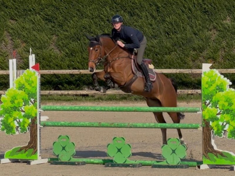 Hongre de 9 ans, jumping - Raybo's Rock ter Vinke