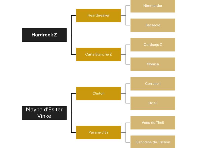 Hongre de 9 ans, jumping - Raybo's Rock ter Vinke
