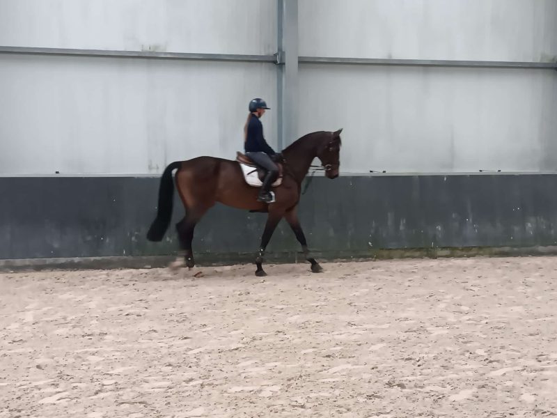 Hongre de saut expérimenté 1m35, 9 ans - Coeur d'Or DL Z