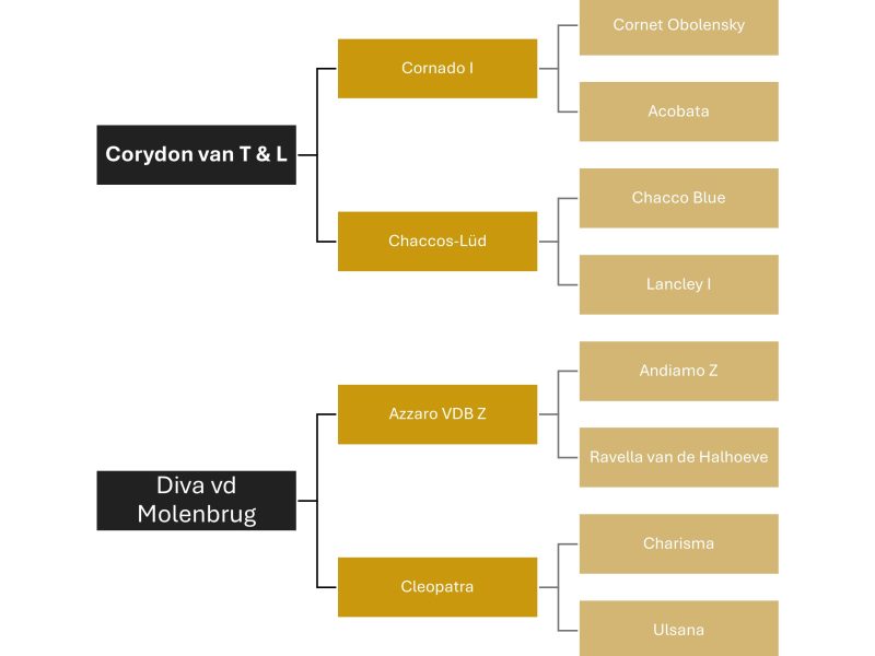 Hongre de saut expérimenté 1m35, 9 ans - Coeur d'Or DL Z