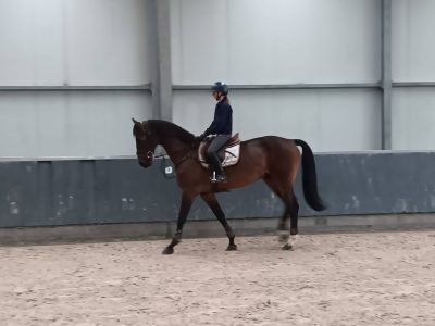 Hongre de saut expérimenté 1m35, 9 ans - Coeur d'Or DL Z