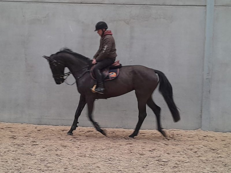 Schoolmaster en jumping, jument de 14 ans - Happines of Karla V