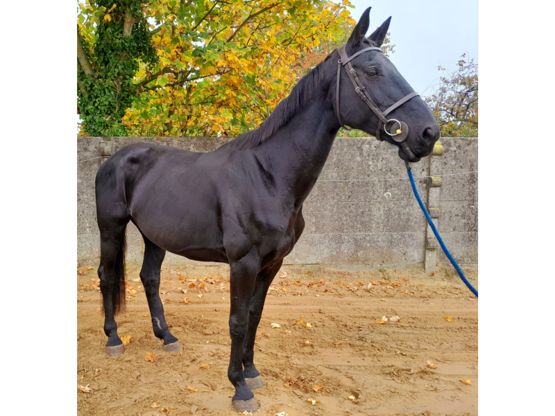 Schoolmaster en jumping, jument de 14 ans - Happines of Karla V