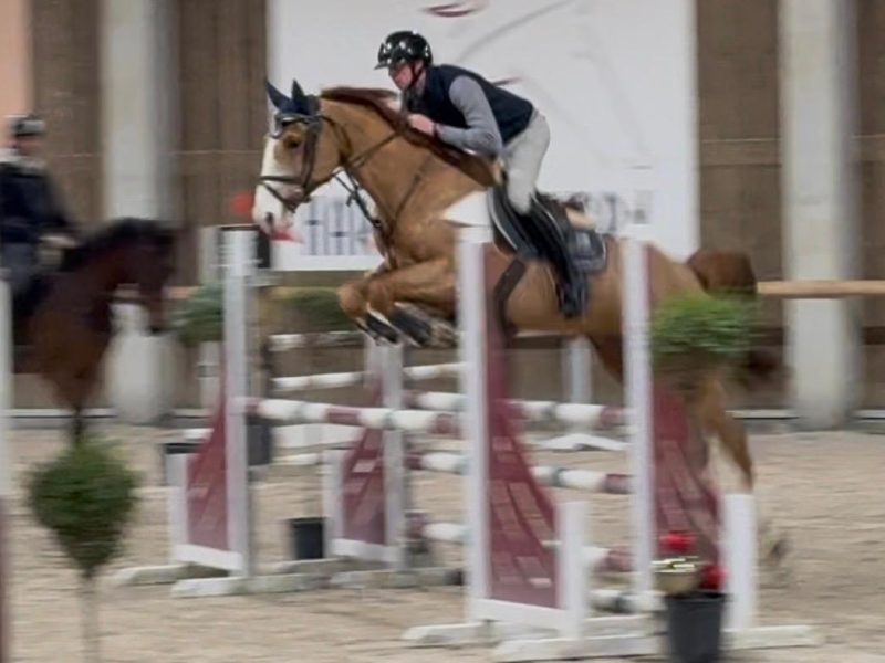 Chouette hongre de 9 ans, parfait pour amateur - Linaro De Kwade Z