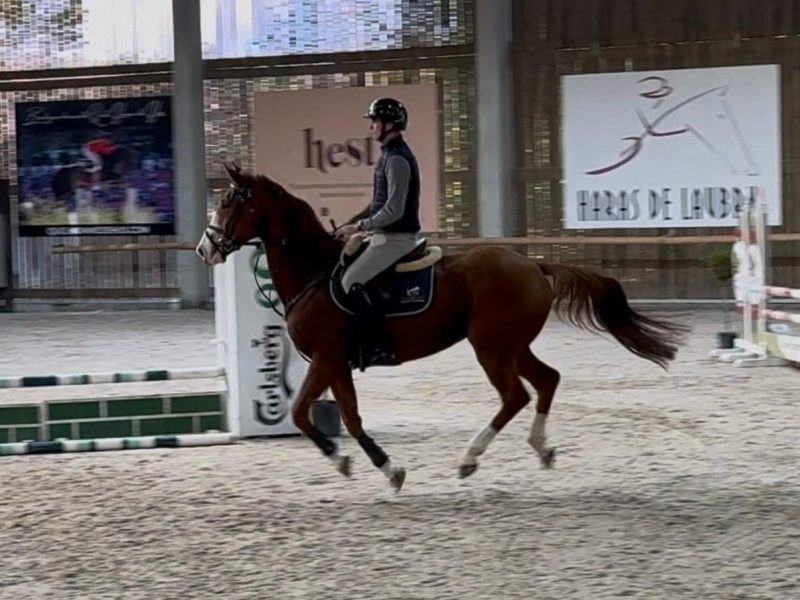 Chouette hongre de 9 ans, parfait pour amateur - Linaro De Kwade Z