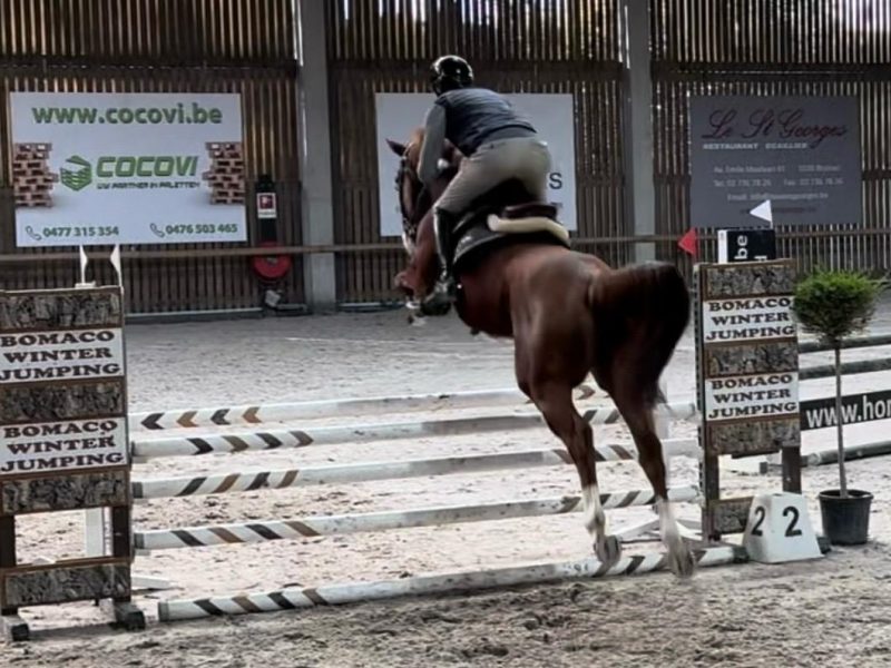 Chouette hongre de 9 ans, parfait pour amateur - Linaro De Kwade Z