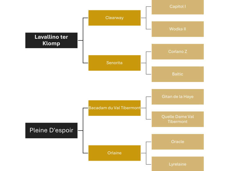 Chouette hongre de 9 ans, parfait pour amateur - Linaro De Kwade Z