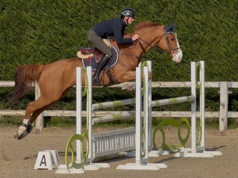 Chouette hongre de 9 ans, parfait pour amateur - Linaro De Kwade Z