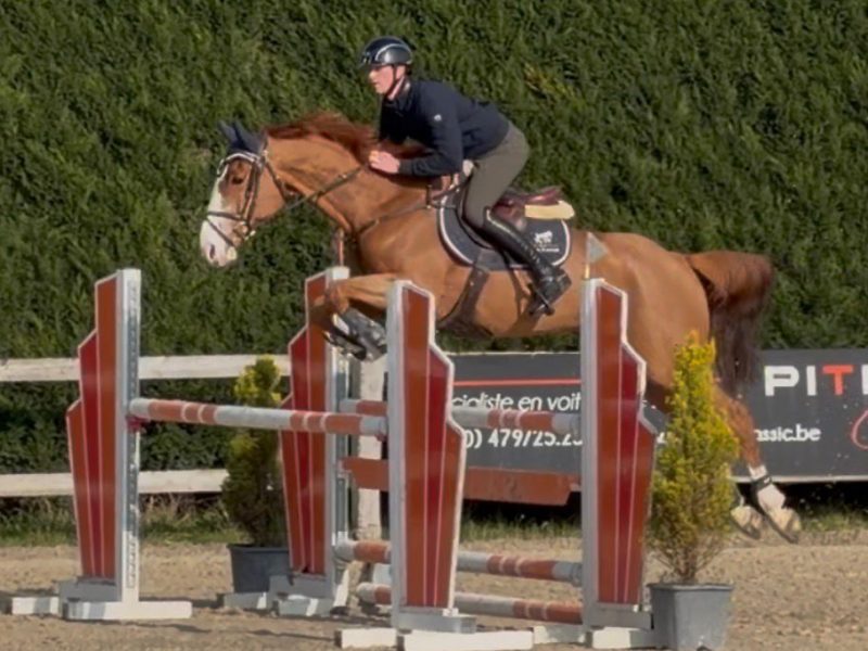 Chouette hongre de 9 ans, parfait pour amateur - Linaro De Kwade Z