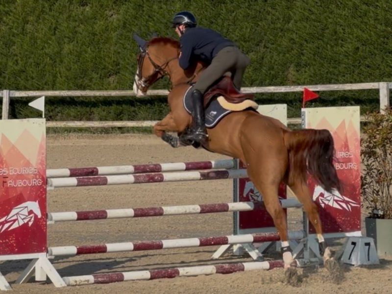 Chouette hongre de 9 ans, parfait pour amateur - Linaro De Kwade Z