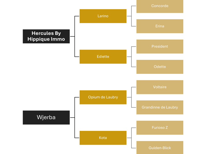 Chouette jument de 4 ans - Little Twinkle Star