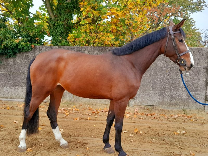 Jument de 6 ans, jumping - Lya van Tagadam Z