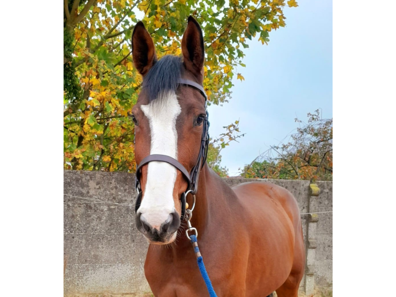 Jument de 6 ans, jumping - Lya van Tagadam Z