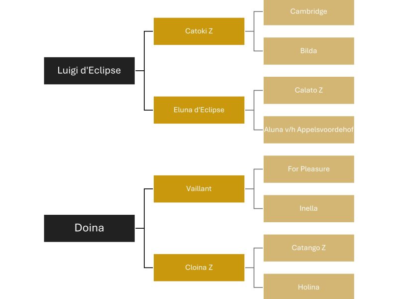 Jument de 6 ans, jumping - Lya van Tagadam Z