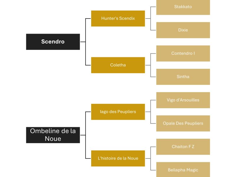 Pouliche (2024) prometteuse pour le jumping - Scendra DF