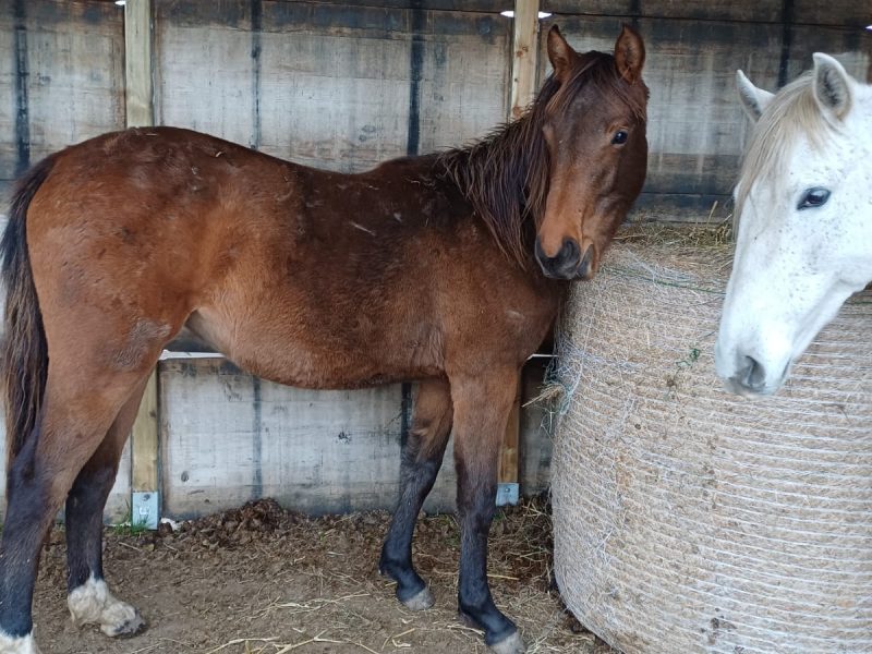 Pouliche (2024) prometteuse pour le jumping - Scendra DF