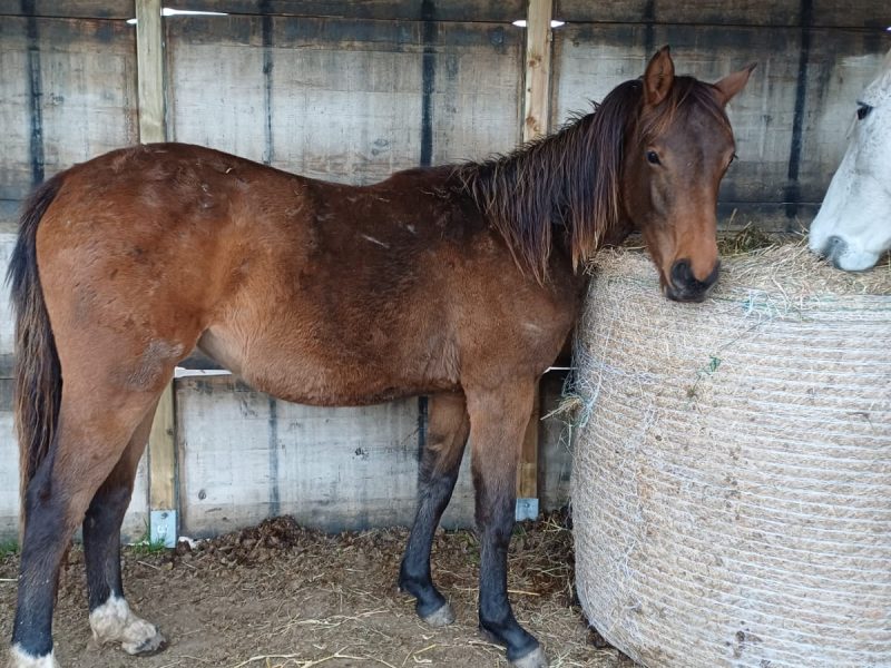 Pouliche (2024) prometteuse pour le jumping - Scendra DF