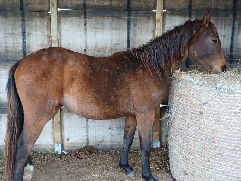 Pouliche (2024) prometteuse pour le jumping - Scendra DF