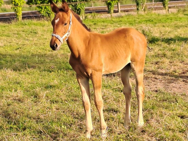 Pouliche (2024), origine jumping - Sana de Vy