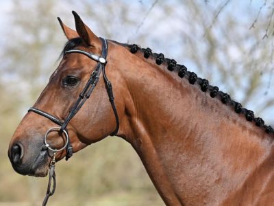 Action, puissance et souplesse