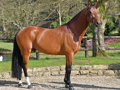 Action, puissance et souplesse