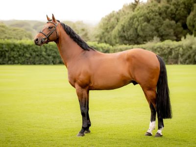 Action, puissance et souplesse