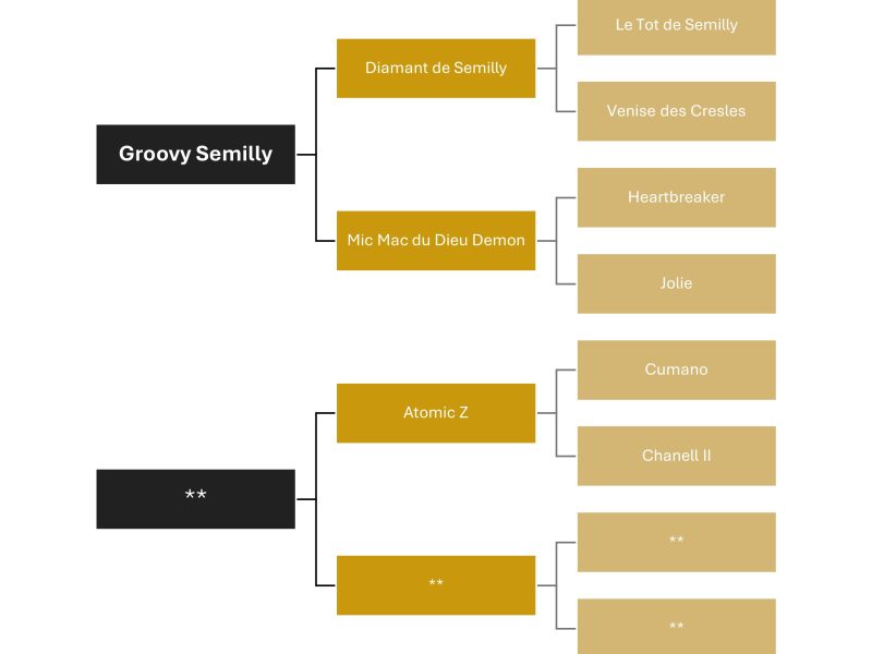 Pouliche (2024), origine jumping - Sana de Vy
