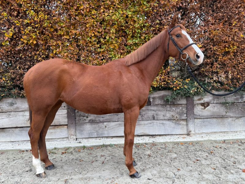 ‼️SOLD ‼️ Jument 5 ans, loisir/jumping - Canelle