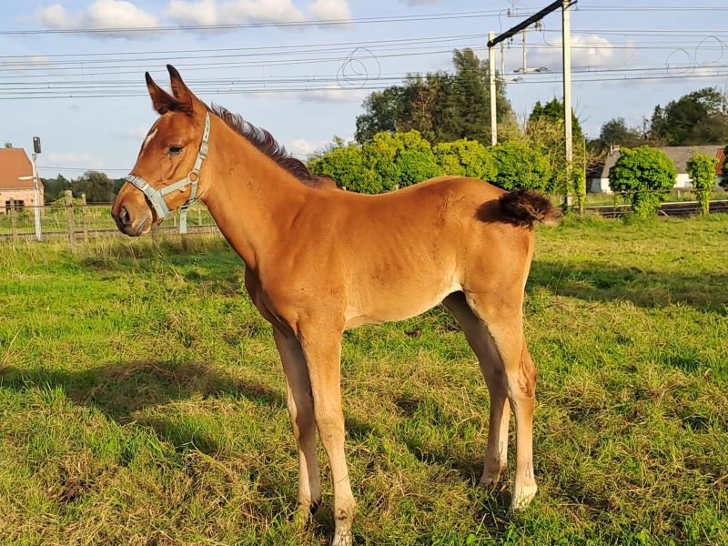 Pouliche (2024), origine jumping - Sana de Vy