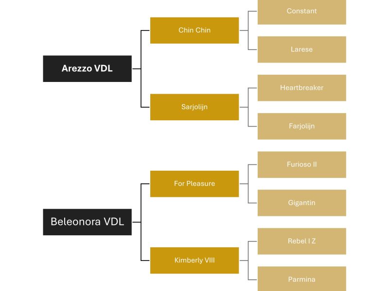 Poulinière de 15 ans, origine jumping, pleine de Pegase van't Ruytershof - Galway Girl
