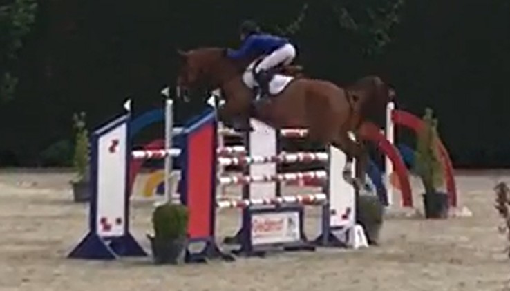 Poulinière de 15 ans, origine jumping, pleine de Pegase van't Ruytershof - Galway Girl