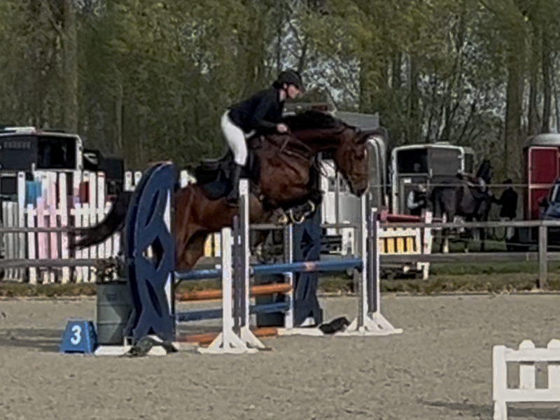 Hongre facile de 5 ans, jumping