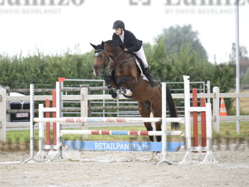 Hongre facile de 5 ans, jumping