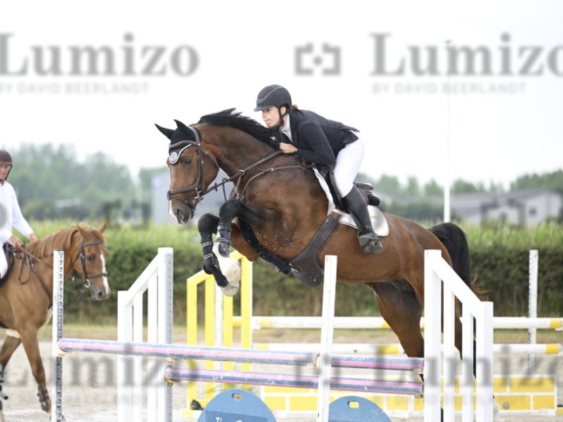 Hongre facile de 5 ans, jumping
