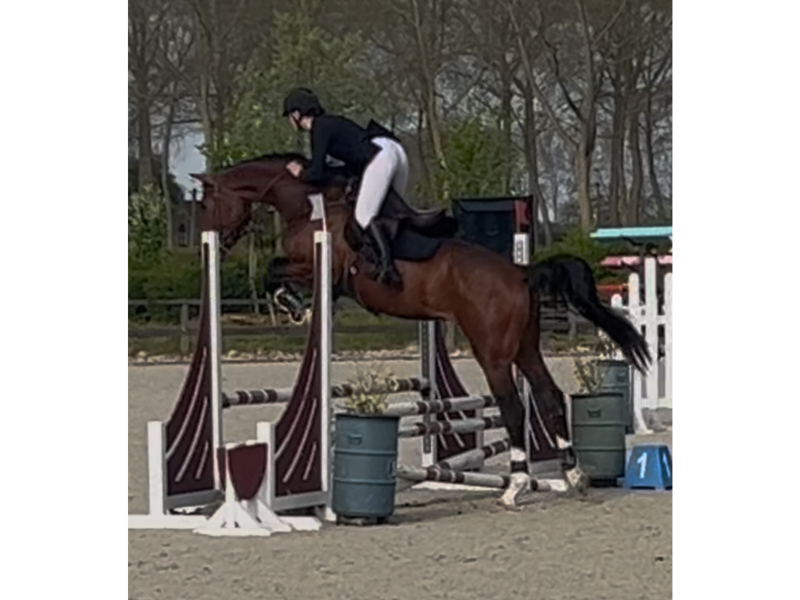 Hongre facile de 5 ans, jumping