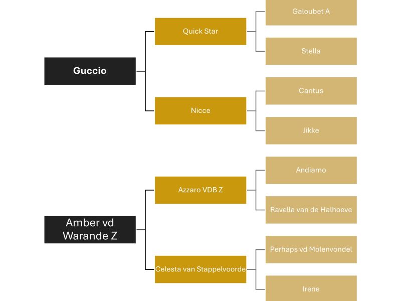 Hongre facile de 5 ans, jumping