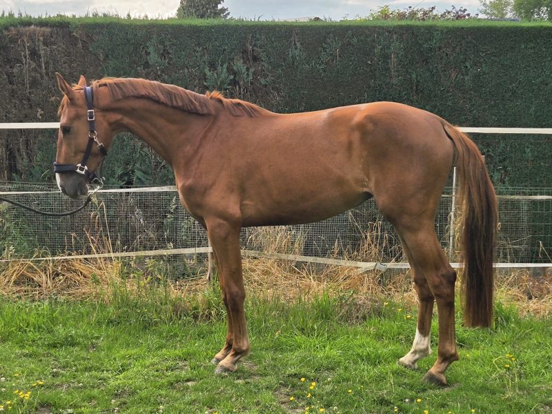 Jument prometteuse avec une excellente attitude - Winnie van het Waterblok